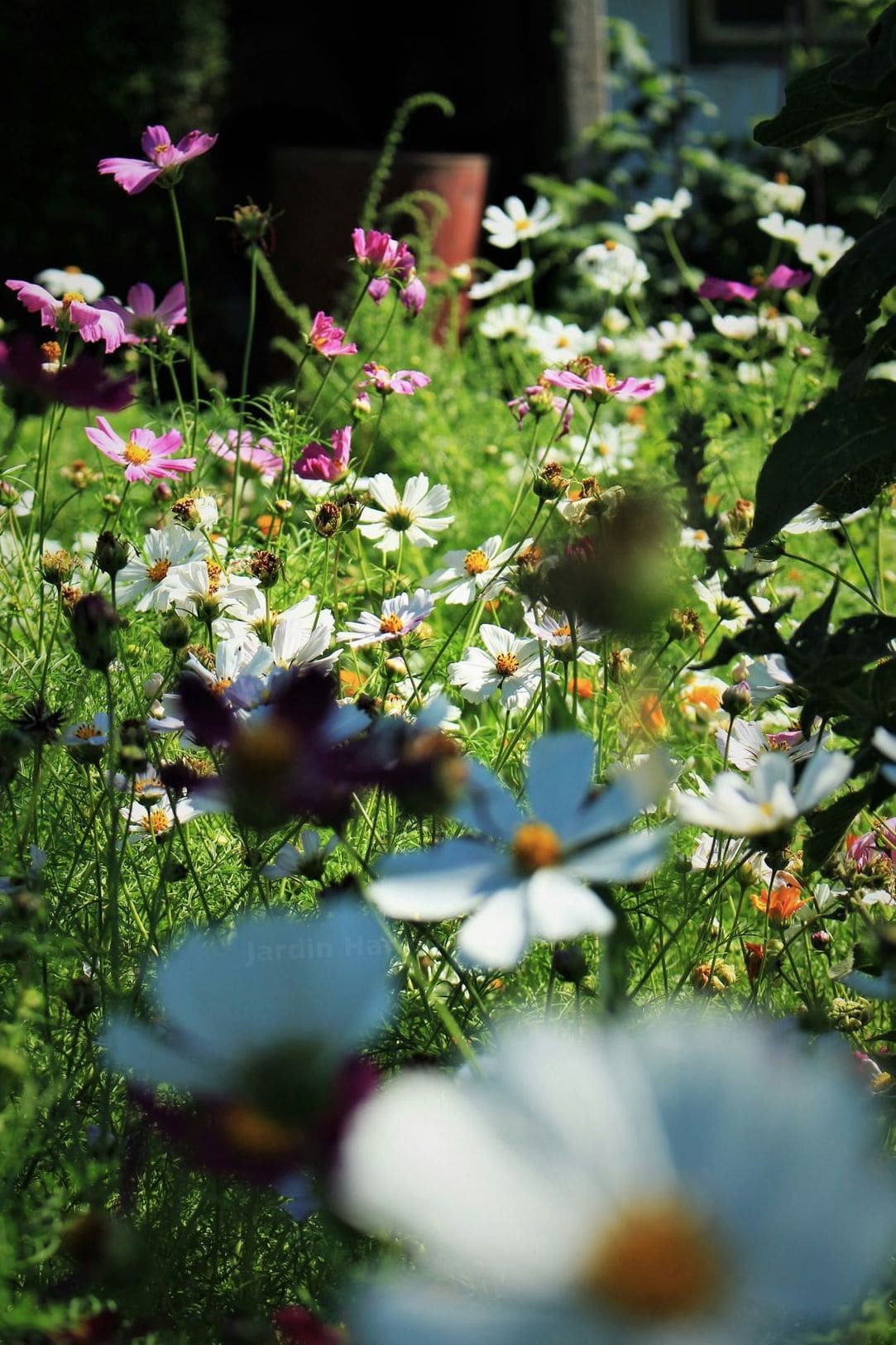 Jardin Harmonie 1