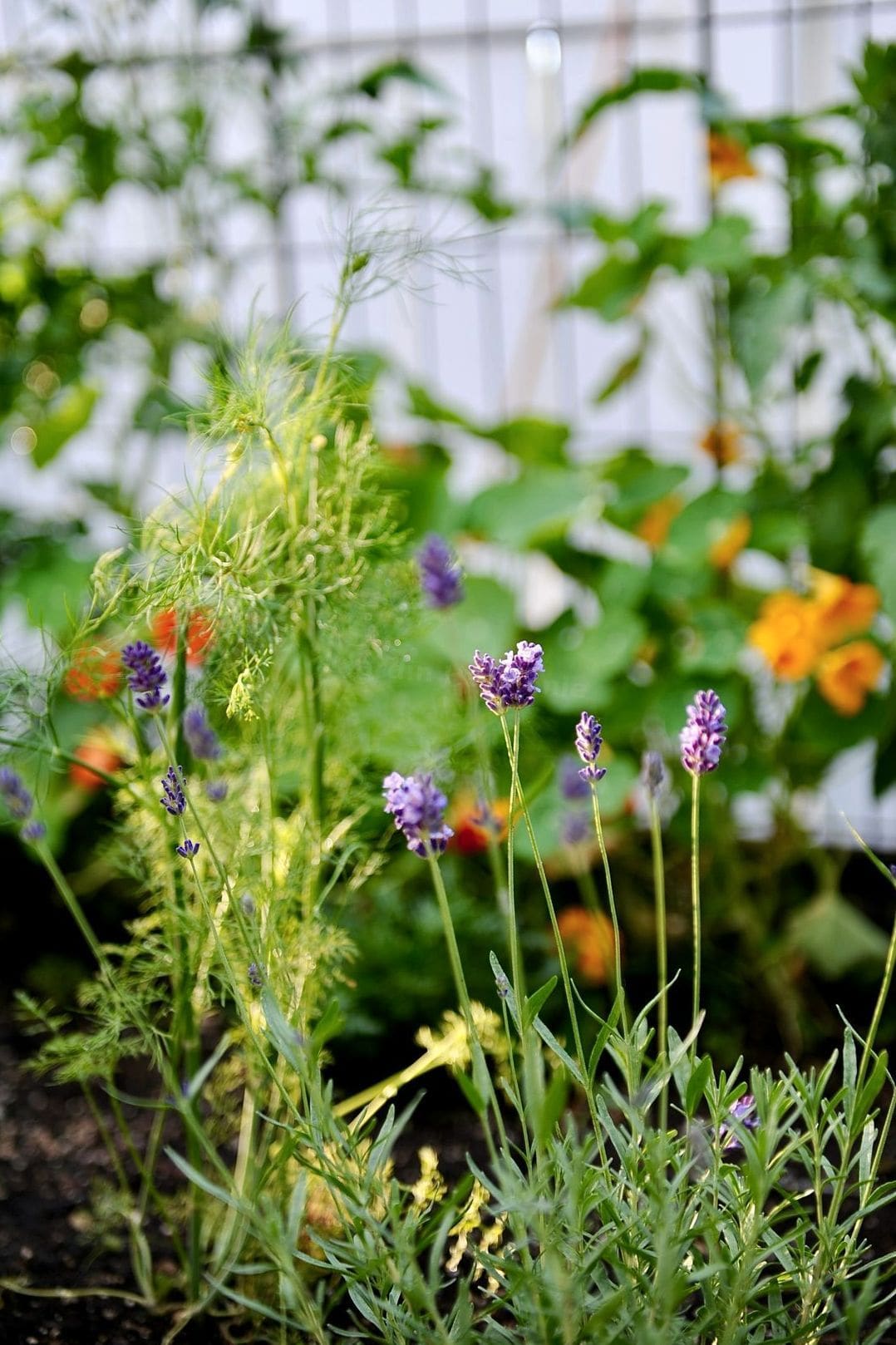 Jardin Harmonie 13