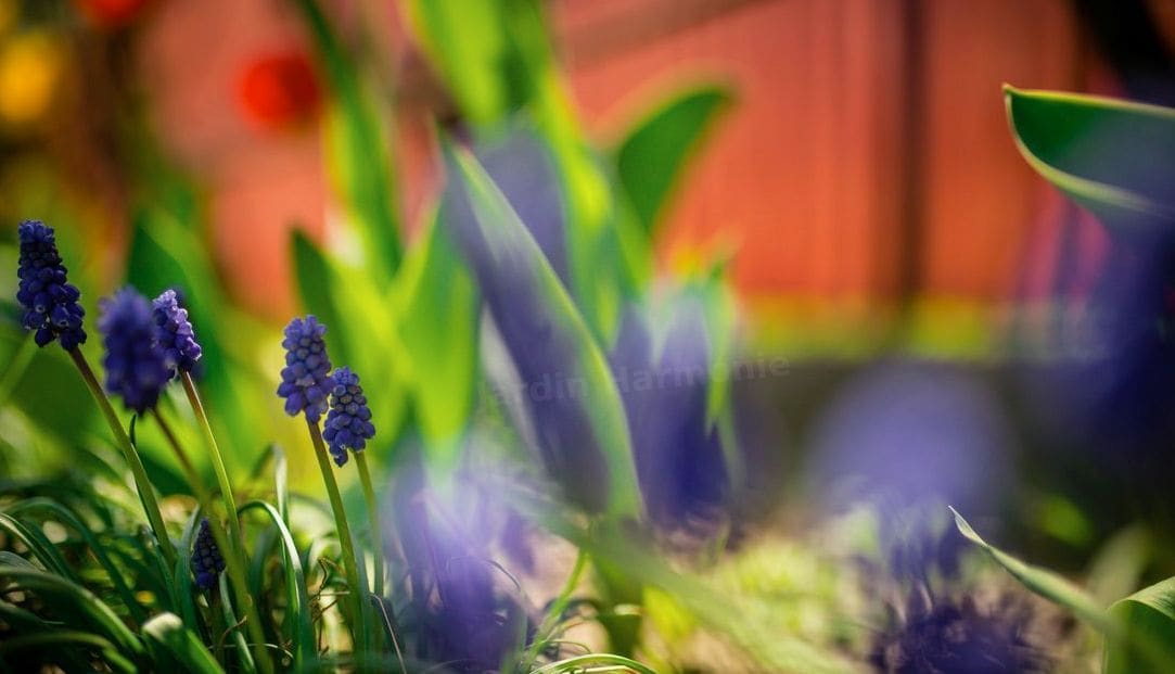 Jardin Harmonie 8